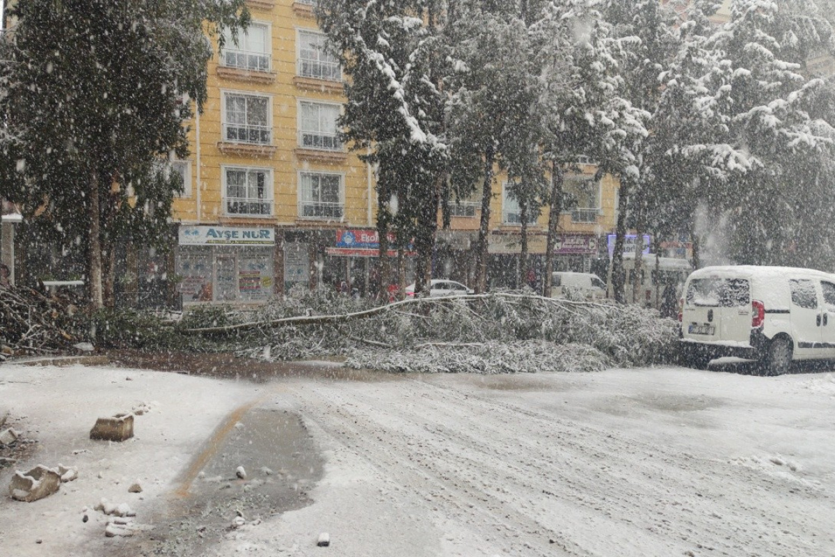 Gaziantep'te yoğun kar yağışı nedeniyle ağaçlar devrildi
