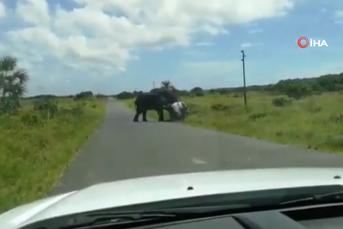 Güney Afrika'da kızgın fil 4 kişilik ailenin bulunduğu araca saldırdı