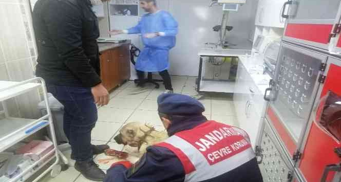 Av tüfeği ile vurulan kangal köpeği tedaviye alındı