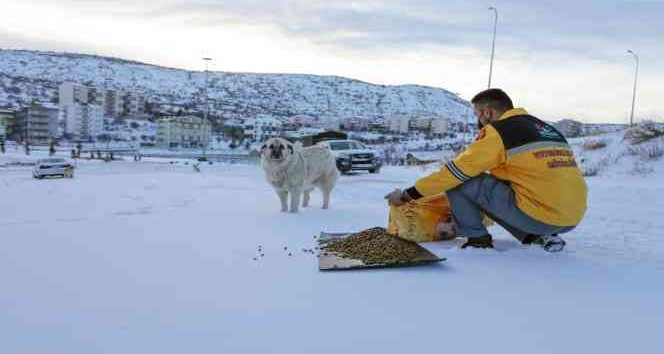 Nevşehir Belediyesi sokak hayvanlarına mama bıraktı