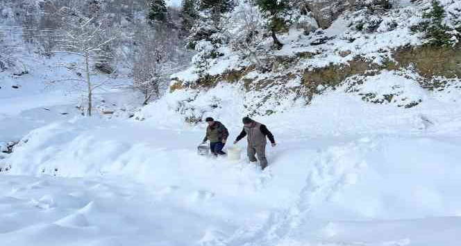 Karlı yollar yaban hayvanları için aşıldı