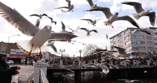 Yalova’da martıların simit kapma yarışı renkli görüntüler oluşturdu