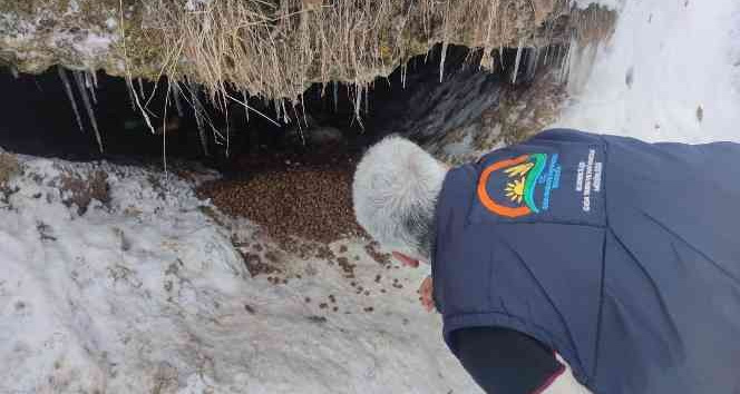 Annesiz kalan 7 yavru köpeğe Tarım ve Orman Müdürlüğü sahip çıktı