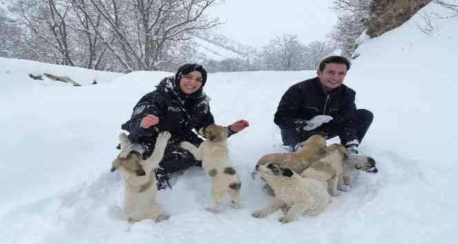 Uludere’de devlet kurumları, sokak hayvanlarını unutmadı