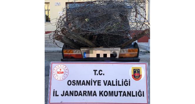 Osmaniye’de bağ, bahçe ve tarladan hırsızlık yapan zanlılar yakalandı