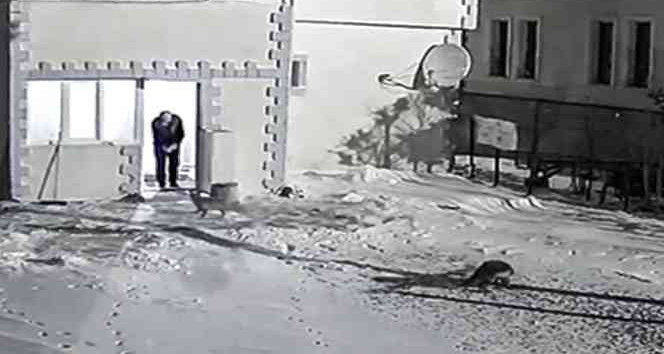 Emniyet bahçesinde yiyecek arayan tilkileri elleriyle besliyor