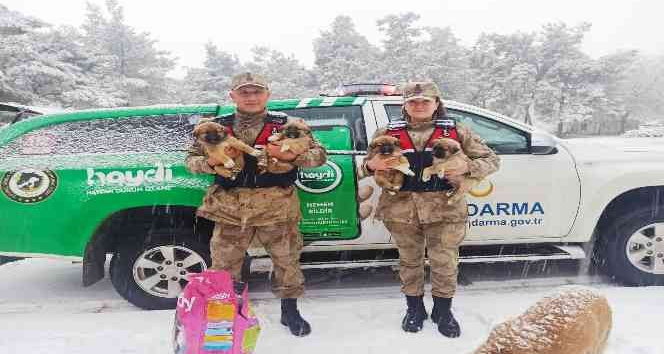Sahipsiz bakıma muhtaç köpekler beslendi