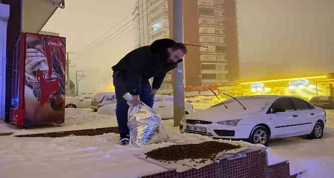 Mardin Büyükşehir Belediyesinden sokak hayvanlarına düzenli mama dağıtımı