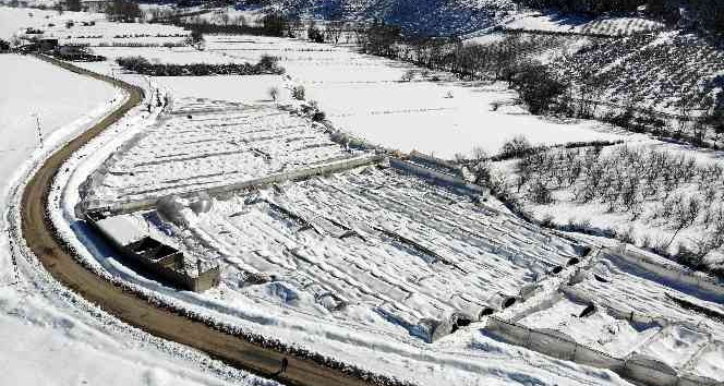 Kar, gül serasını yerle bir etti, 2,5 milyon zarar meydana geldi