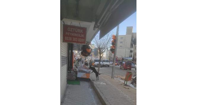 Iğdır’da dışarıda satışa sunulan etleri köpek yedi