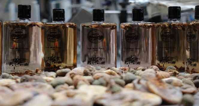 Mardinli mühendisten incir kolonyası