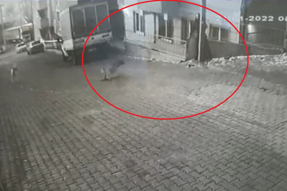 Karne almak için okula giden genç kıza sokak köpekleri saldırdı