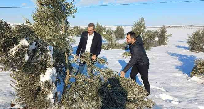 Zeytin ağaçları kardan zarar gördü