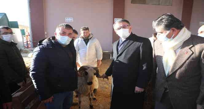 Tokat’ta 91 yetiştiriciye yüzde 75 hibeli koç desteği