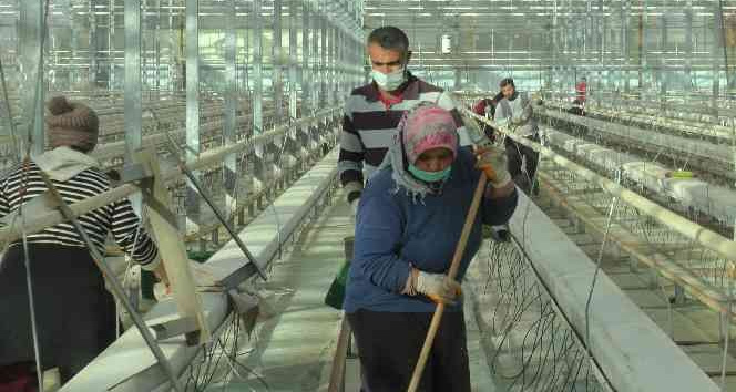 Jeotermal seralar sezona hazırlanıyor