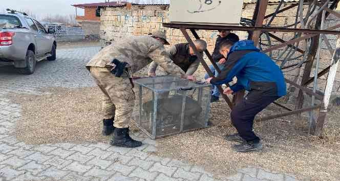 Jandarma personeli tarafından başıboş bulunan pitbull barınağa götürüldü