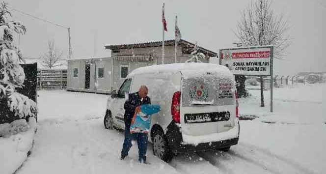 Altınova’da can dostları emin ellerde