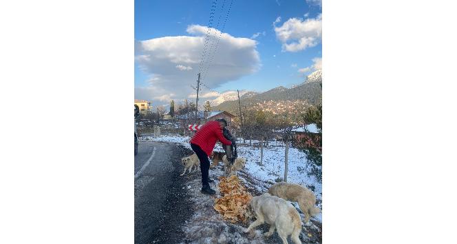 "Piton döner" karda aç kalan sokak köpeklerinin yanında
