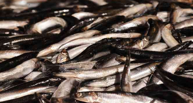 Fiyat artışları vatandaşı balığa yöneltti