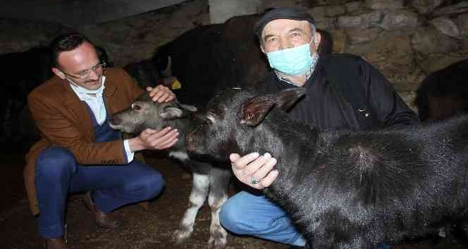 Giresun’da manda üreticilerinin yüzü güldü