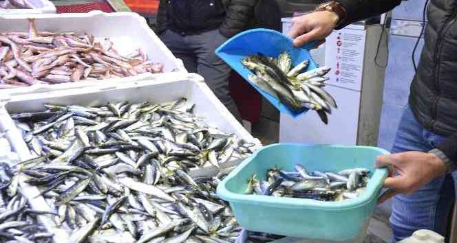 Karadeniz’de hamsi bereketi