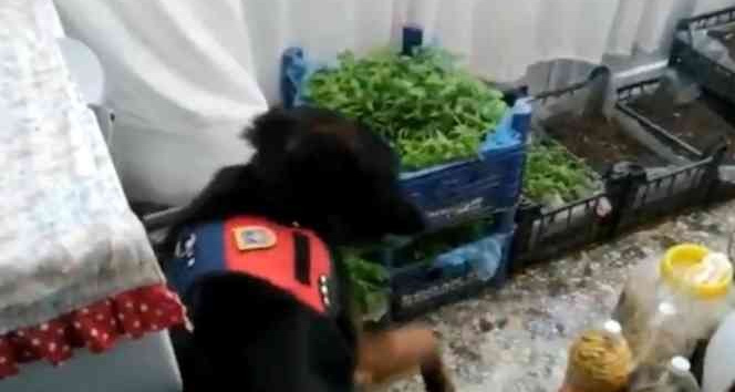 Evinin salonunda kenevir fidesi yetiştirdi