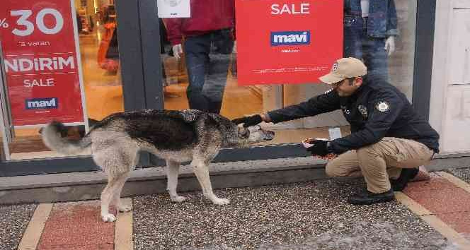 Yalova polisi sokak hayvanlarına mama bıraktı