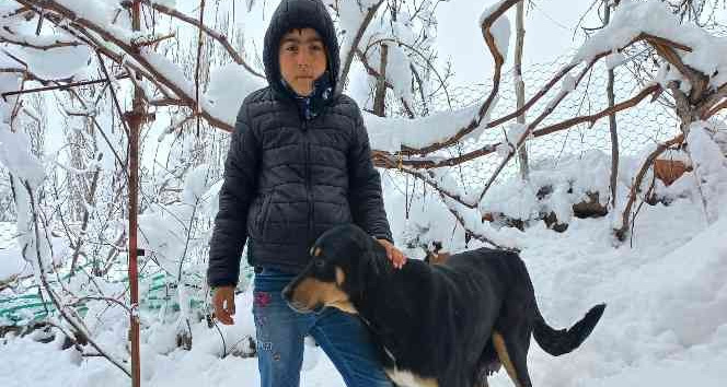 Sokakta doğum yapan köpeğe sahip çıktılar