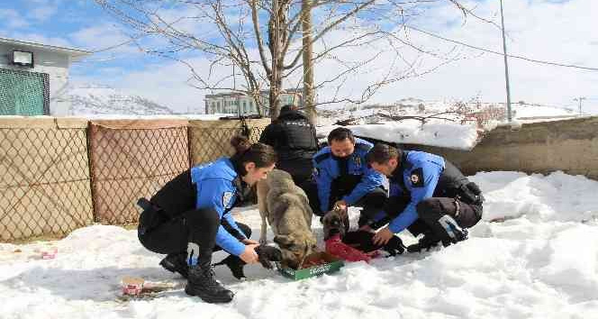 Şırnak polisi sokak hayvanlarını unutmadı