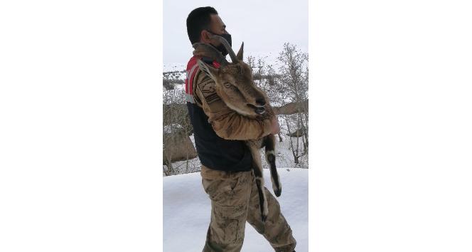 Yaralı dağ keçisi koruma altına alındı