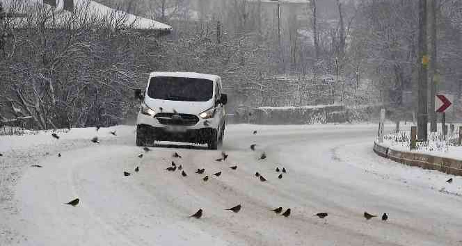 Aç kalan kuş sürüleri yola indi, polis ekipleri duyarsız kalmadı