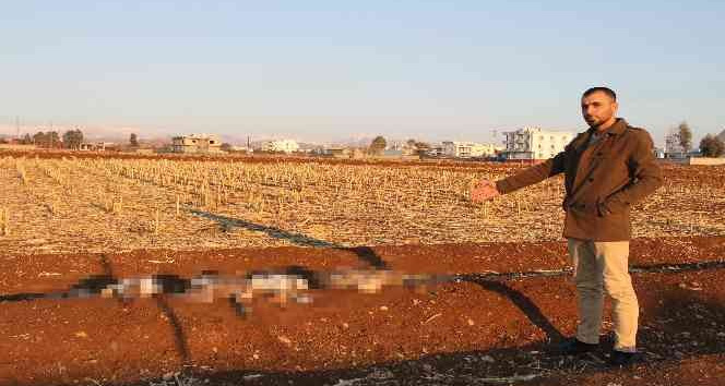 Başıboş köpekler kazlarını telef etti, köpekleri toplamayan Silopi Belediyesine tepki gösterdi