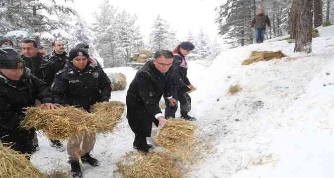 Tokat’ta yaban hayvanları unutulmadı