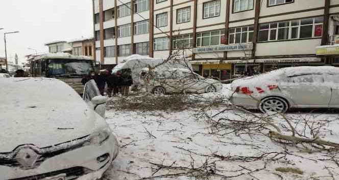 Asırlık çam ağacının dalları kar yağışına dayanamadı