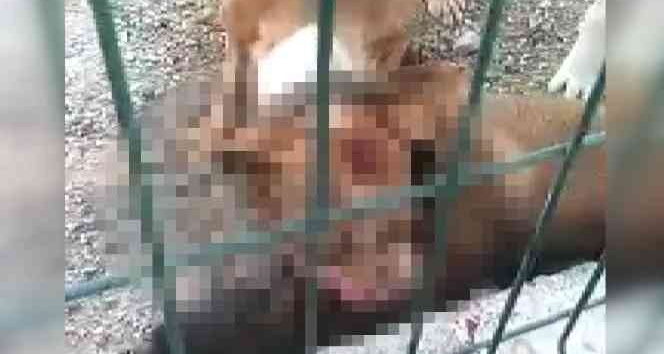 Kafesi parçalayan pitbull başka bir köpeği boğarak öldürdü