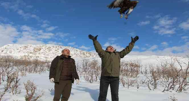Şırnak’ta tedavisi tamamlanan bayağı şahinini Vali Pehlivan doğaya bıraktı