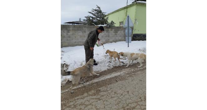 Sokak hayvanları unutulmadı