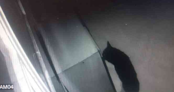 Aç kalan kurt şehir merkezine indi