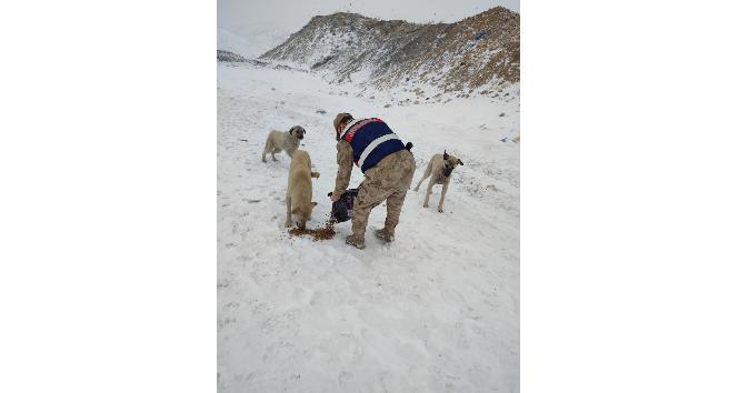 Tunceli’de soğuk günlerde sokak hayvanları unutulmuyor