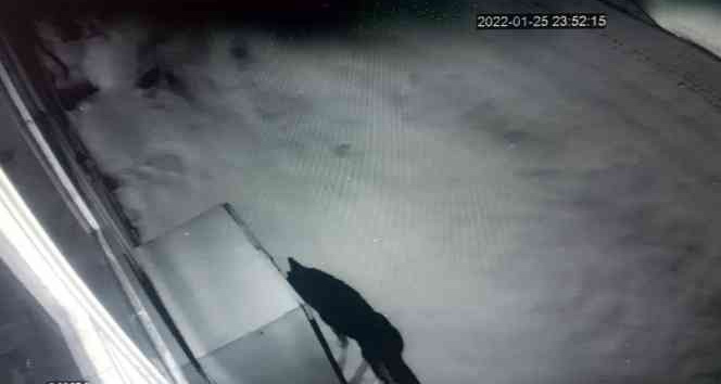 Aç kalan kurt şehir merkezine indi