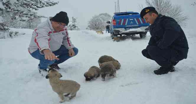 Yaylada bulunan 8 yavru köpek barınağa götürüldü