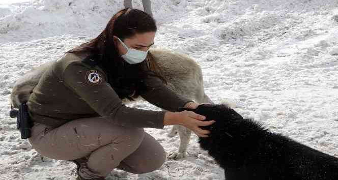 Zigana Dağının terk edilmiş köpekleri polis koruması altında