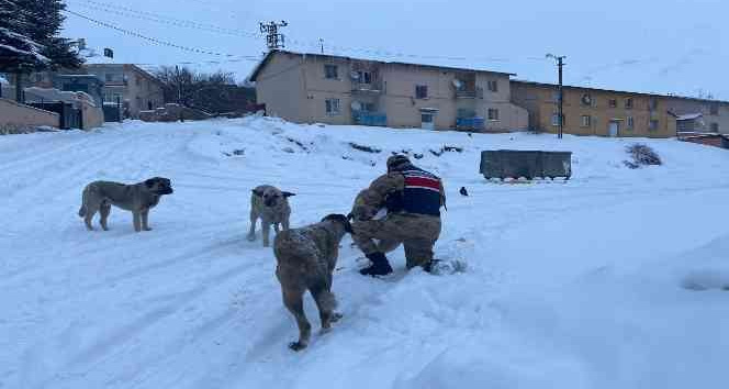 Tunceli’de sokak hayvanlarına Mehmetçik şefkati