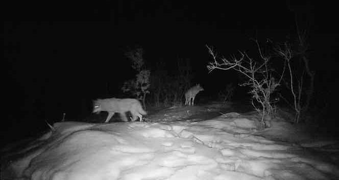 Şırnak’ta yaban hayatı fotokapana takıldı