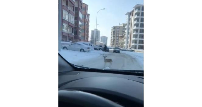 Caddede koşan yavru ceylan görenleri şaşırttı