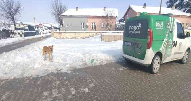 Hayvan durum izleme ekipleri, sokak hayvanlarını besledi