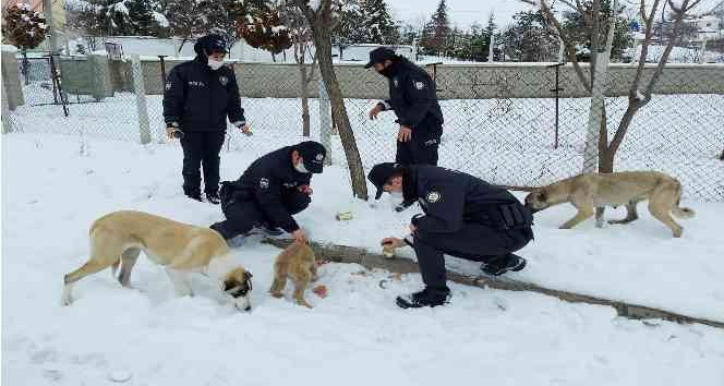 Sokak hayvanlarına polis şefkati