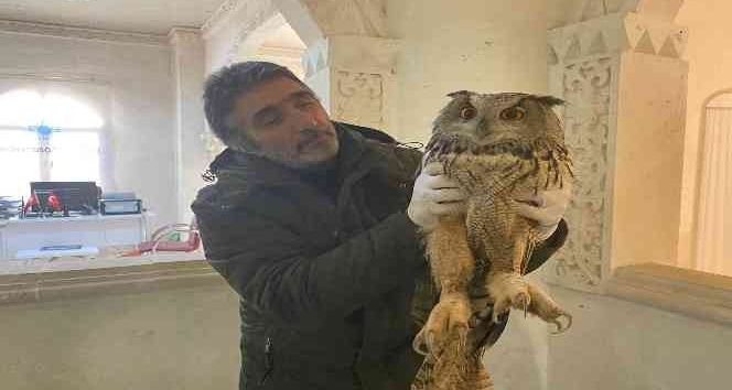 Yaralı halde bulunan dev baykuş tedavi altına alındı