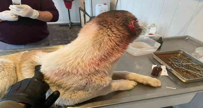 Köpeğin kulağını kesen çocuğa adli işlem ve para cezası