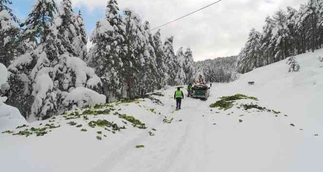 Soğuk havada karlı yollar yaban hayvanları için aşıldı
